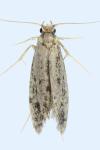 Haplotinea insectella