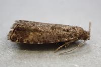 Epinotia nanana
