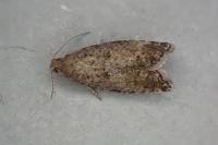 Epinotia nanana