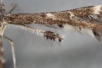 Capperia britanniodactyla
