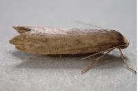 Agnoea langohri