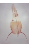 Agnoea langohri
