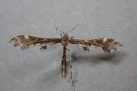Capperia britanniodactyla
