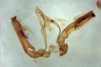 Capperia britanniodactyla