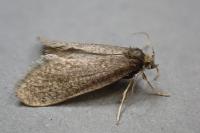 Taleporia tubulosa
