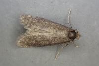 Taleporia tubulosa