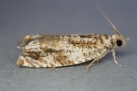 Epinotia abbreviana