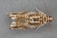 Epinotia abbreviana