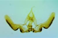 Epinotia abbreviana