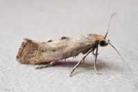 Epermenia insecurella