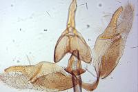 Epermenia insecurella