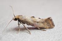 Epermenia insecurella