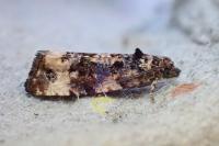 Endothenia marginana
