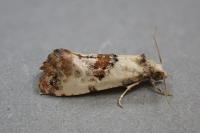 Neocochylis hybridella