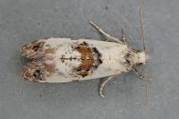 Neocochylis hybridella