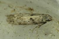 Caryocolum blandellum