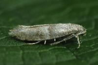 Cedestis subfasciella