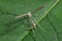 Stenoptilia