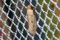 Anomalotinea liguriella