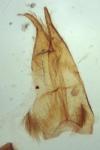 Capperia britanniodactyla
