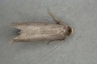 Agnoea langohri