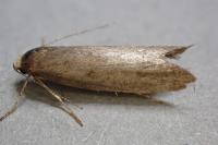 Agnoea langohri