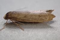 Agnoea langohri