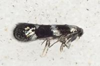 Elachista gleichenella