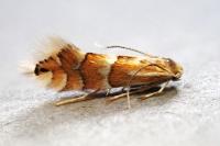 Phyllonorycter ulmifoliella