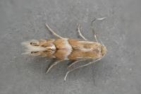 Phyllonorycter ulmifoliella