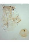 Phyllonorycter ulmifoliella
