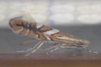 Phyllonorycter mespilella