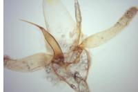 Phyllonorycter mespilella
