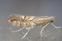 Phyllonorycter hostis