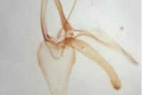 Phyllonorycter hostis