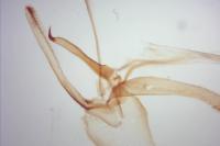 Phyllonorycter hostis