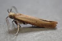 Zelleria hepariella