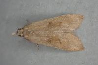 Dichomeris derasella