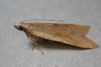Dichomeris derasella