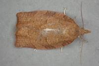 Pandemis heparana