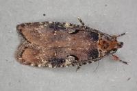 Agonopterix liturosa