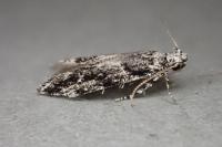 Recurvaria nanella