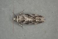 Recurvaria nanella