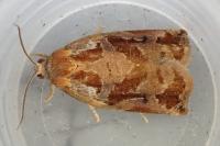Archips oporana