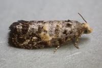 Cymolomia hartigiana