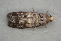 Cymolomia hartigiana
