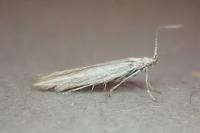 Coleophora striatipennella