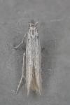 Coleophora striatipennella