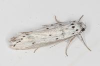 Ethmia terminella