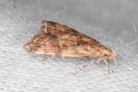 Brachmia blandella
